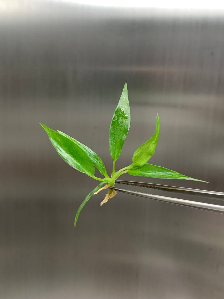 Philodendron Minarium (Lime Fiddle) Tissue Culture plantlet in agar gel, ready for acclimation.