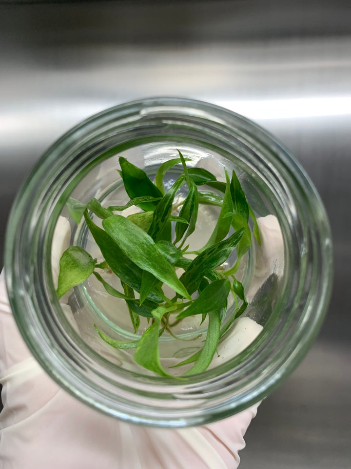 Philodendron Minarium (Lime Fiddle) Tissue Culture in agar gel, plantlet in a jar.