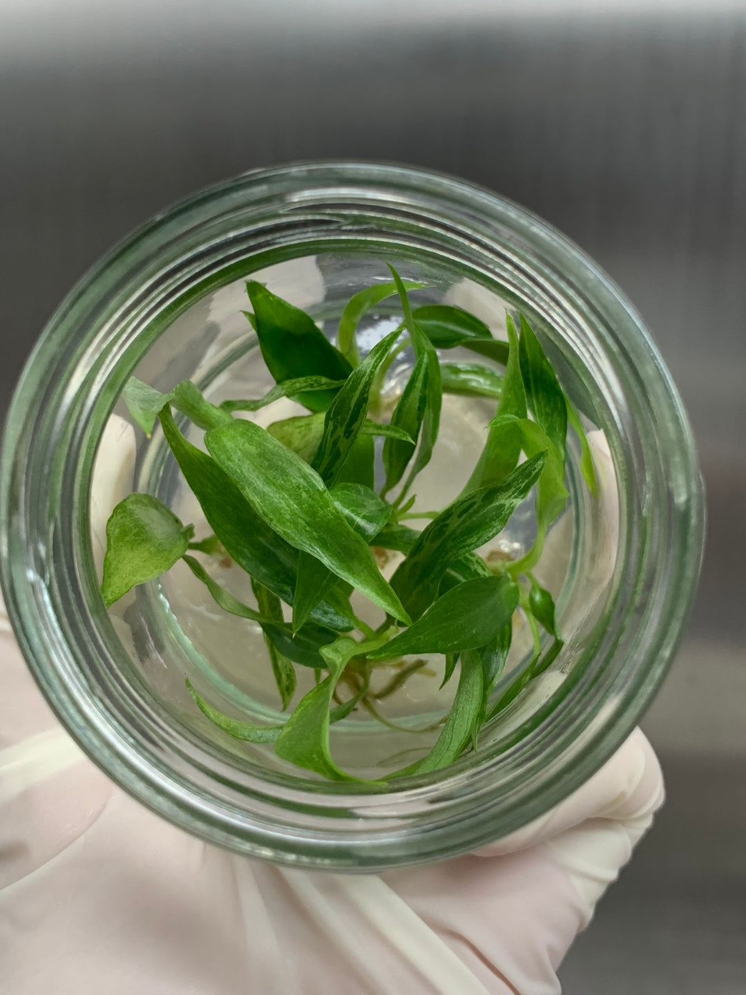 Philodendron Minarium (Lime Fiddle) tissue culture in jar with green leaves and agar gel.