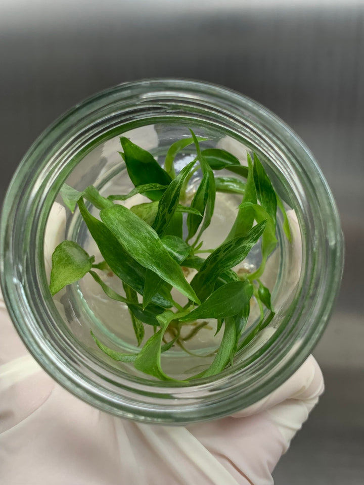 Philodendron Minarium (Lime Fiddle) Plantlets