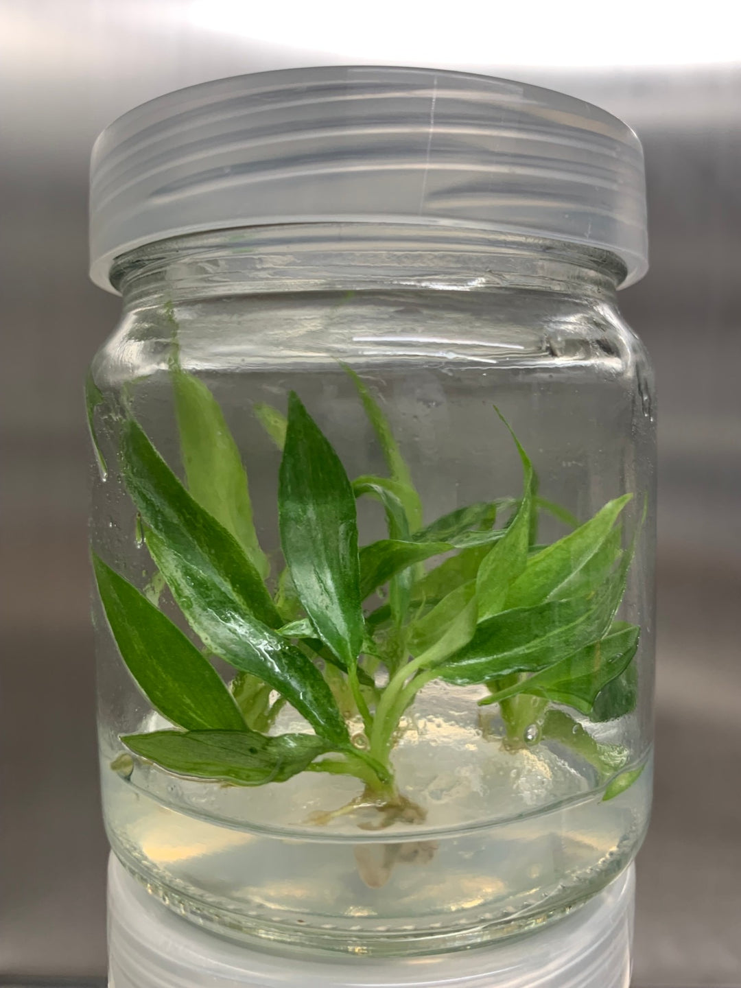 Philodendron Minarium (Lime Fiddle) tissue culture in agar gel inside a clear jar.