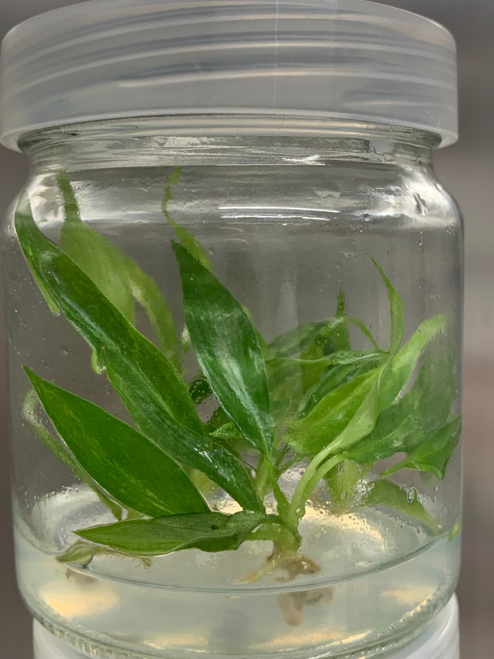 Philodendron Minarium (Lime Fiddle) tissue culture in agar gel container.