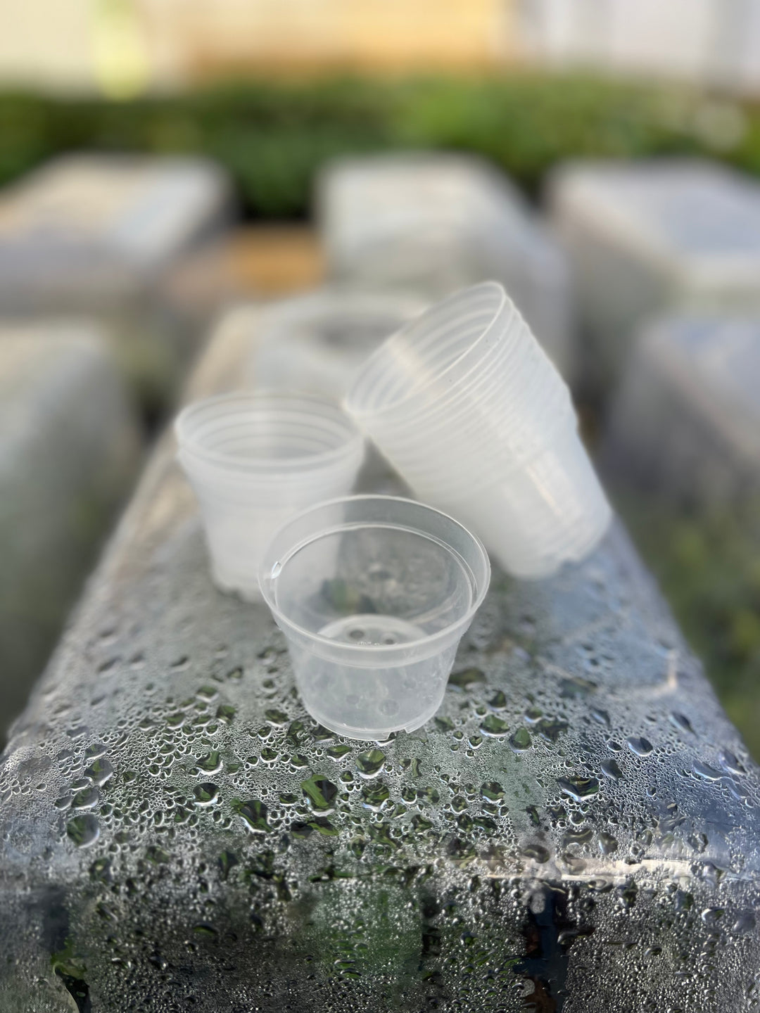 2 inch clear nursery pots, pack of 10, reusable plant starter containers.