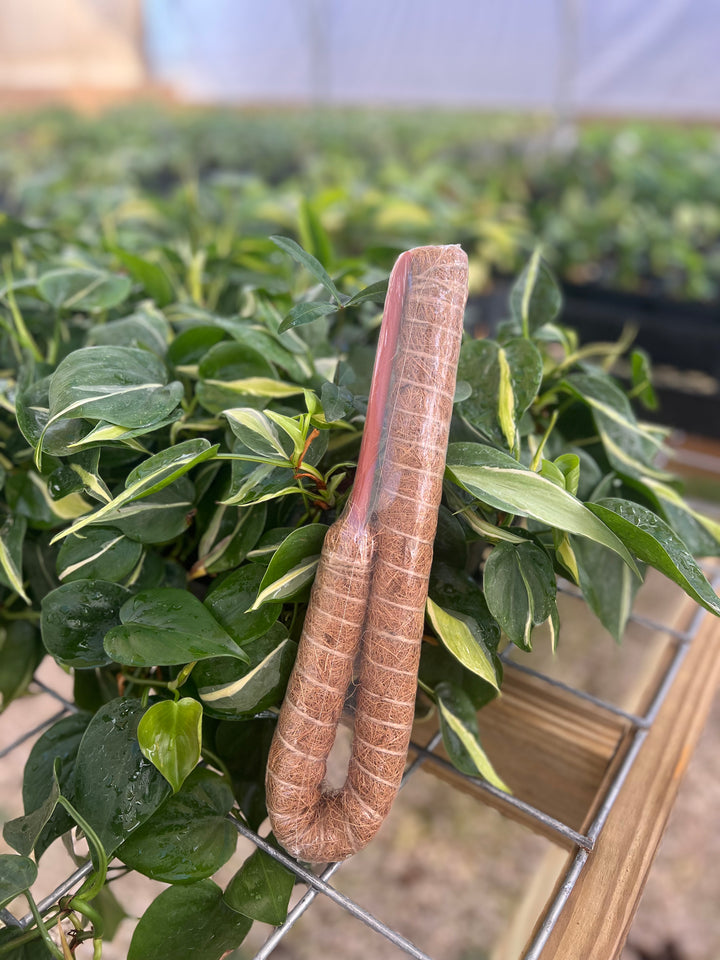 Bendable Coconut Husk Grow Pole for climbing plants in greenhouse.