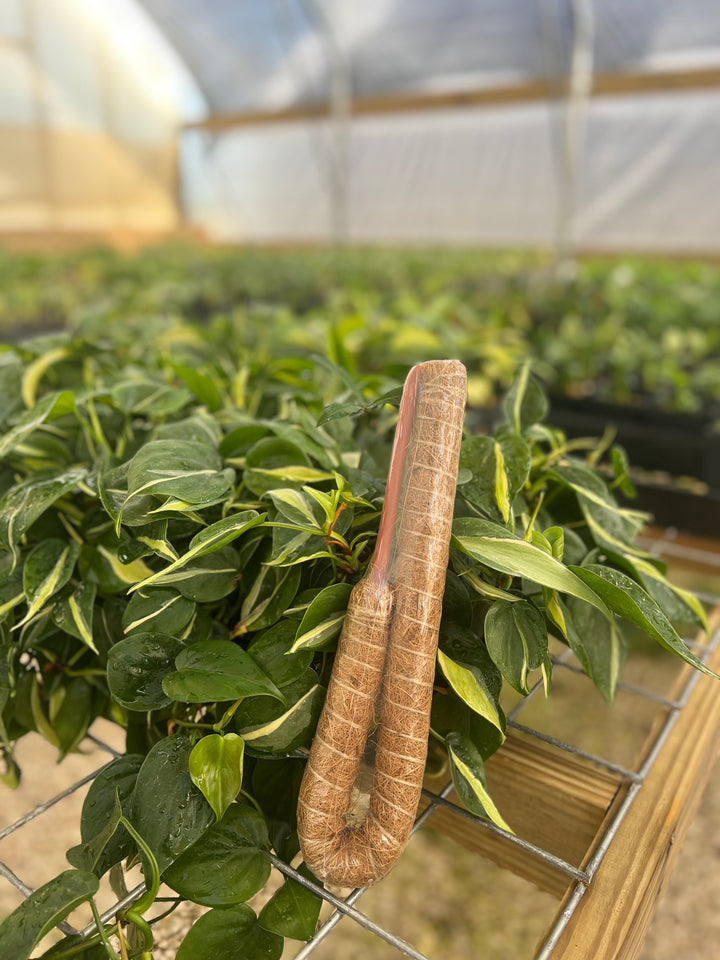 Bendable Coconut Husk Grow Pole in greenhouse setting with climbing plant.