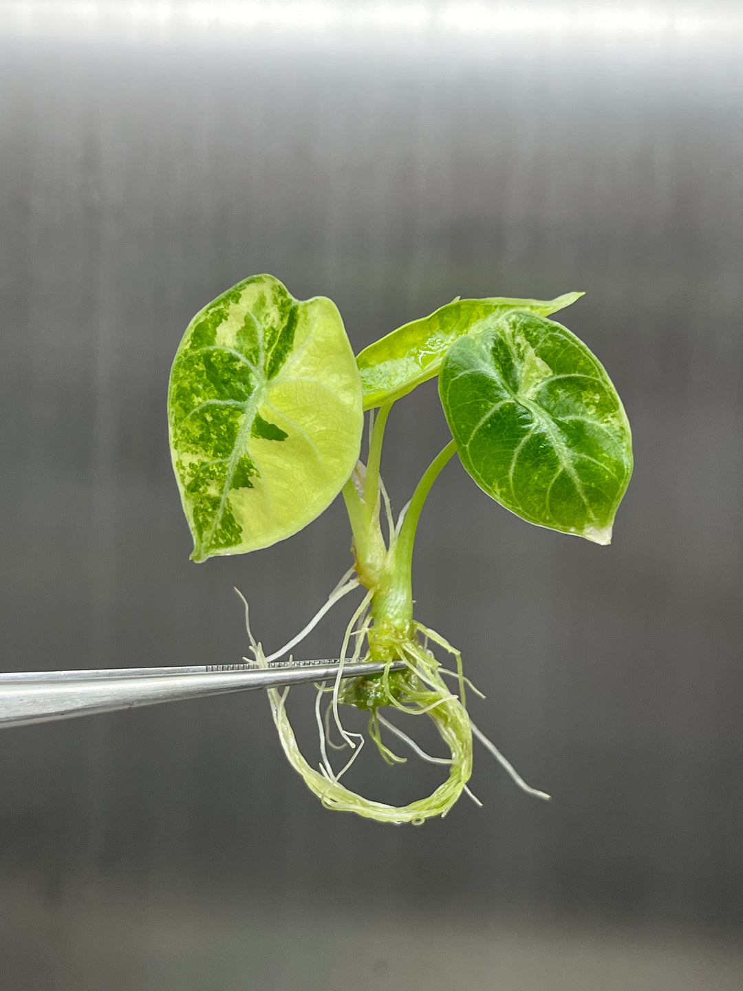 Alocasia Variegated Watsoniana Tissue Culture
