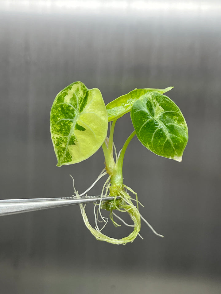 Alocasia Variegated Watsoniana Tissue Culture