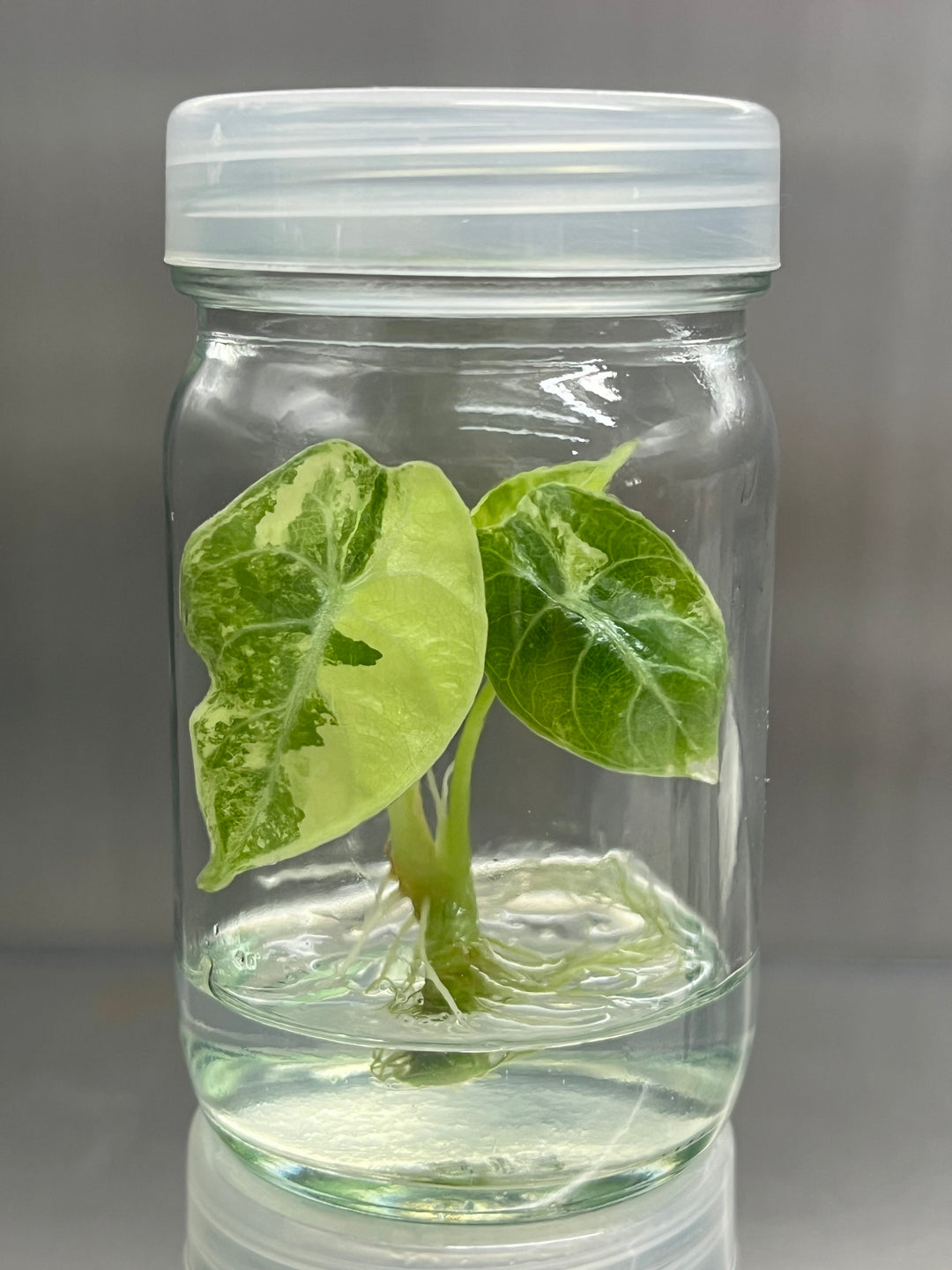 Alocasia Variegated Watsoniana Tissue Culture