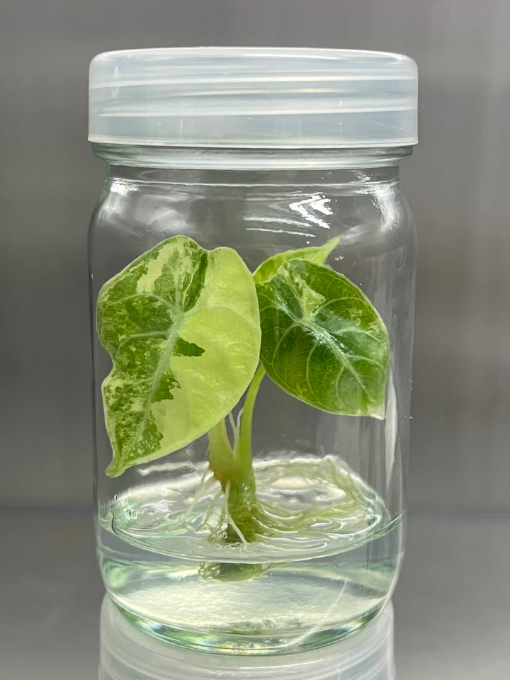Alocasia Variegated Watsoniana Tissue Culture