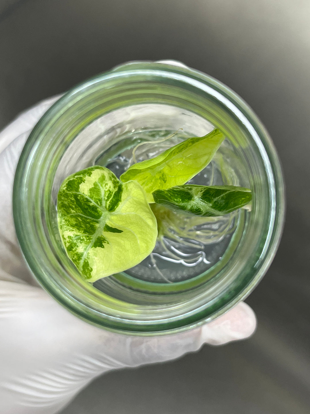 Alocasia Variegated Watsoniana Tissue Culture