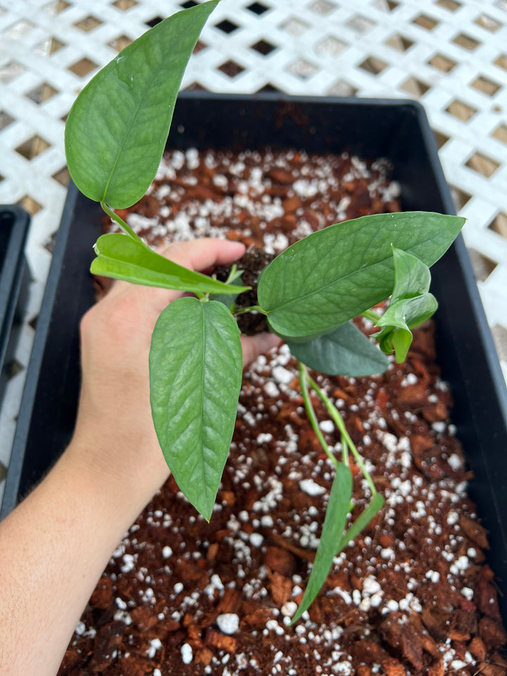 Cebu Blue Pothos Plug