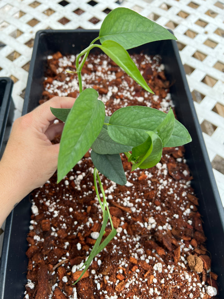 Cebu Blue Pothos Plug