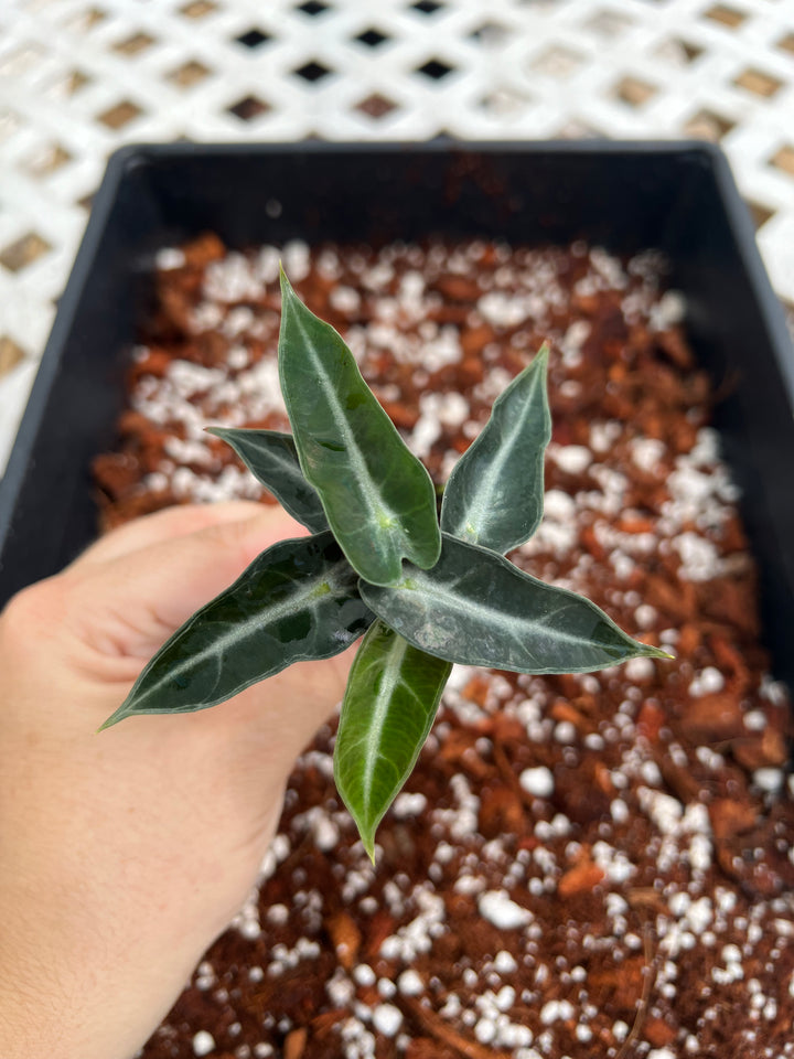 Alocasia Bambino Polly Plug