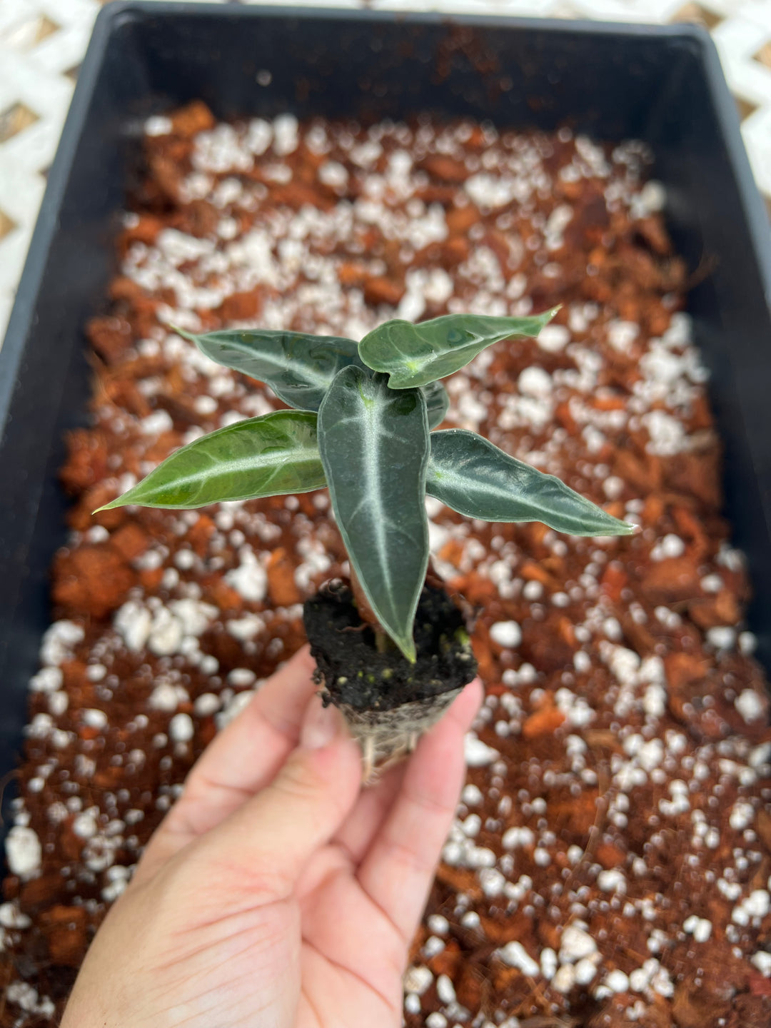 Alocasia Bambino Polly Plug