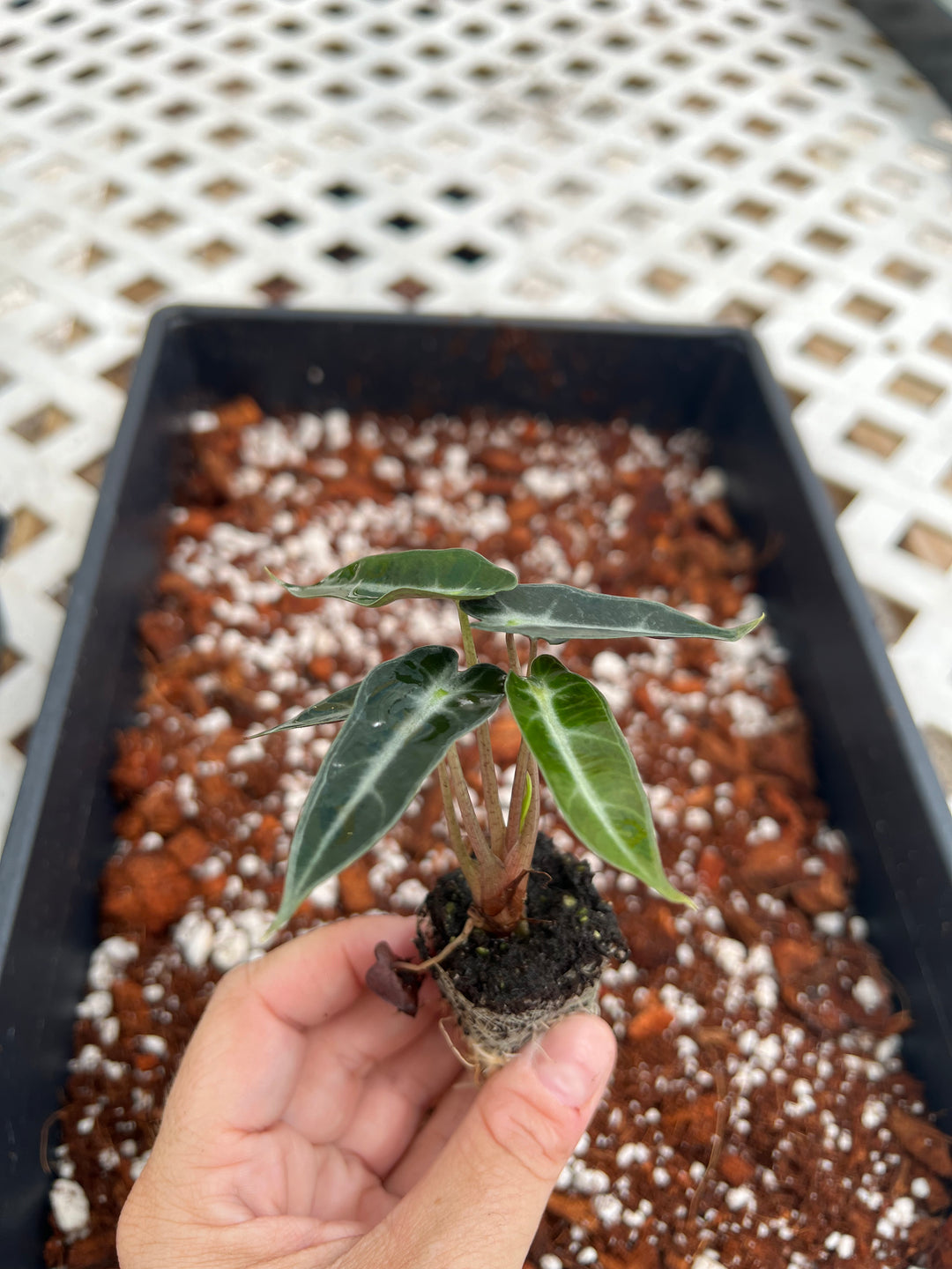 Alocasia Bambino Polly Plug