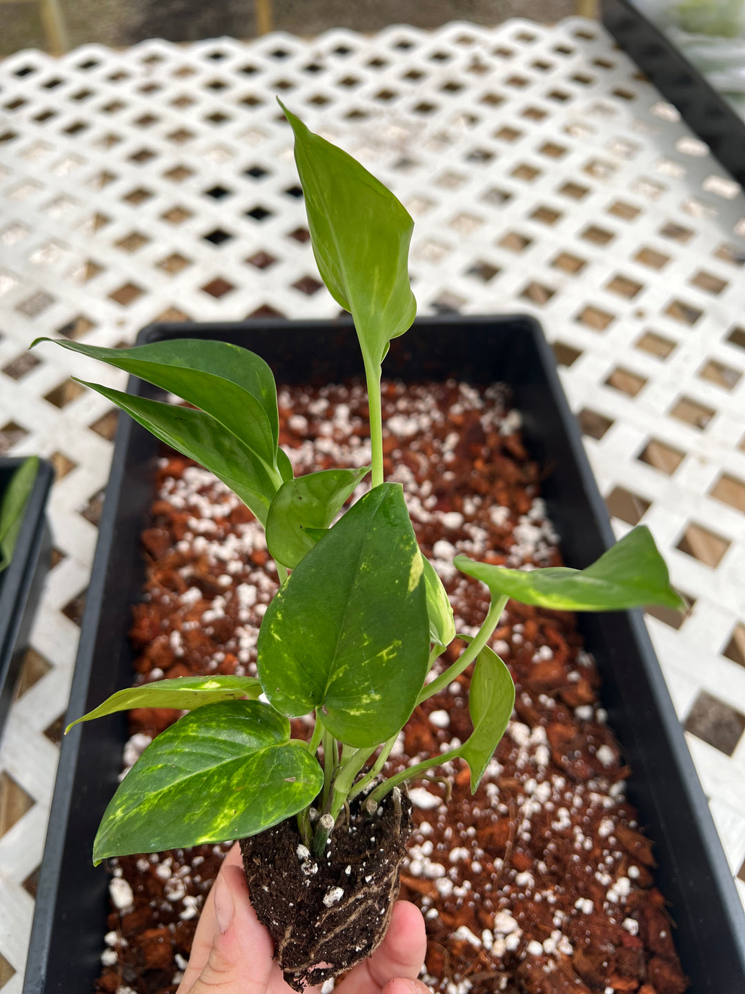 Hawaiian Pothos