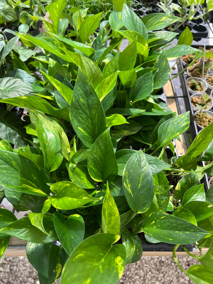 Hawaiian Pothos