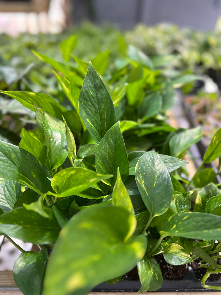 Hawaiian Pothos