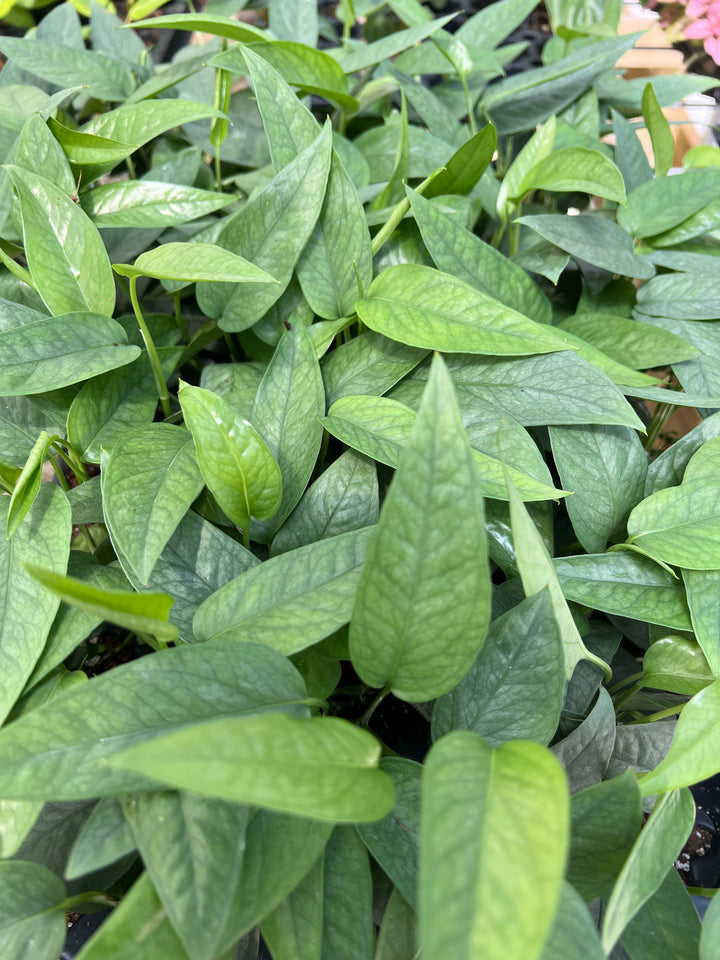 Cebu Blue Pothos Plug