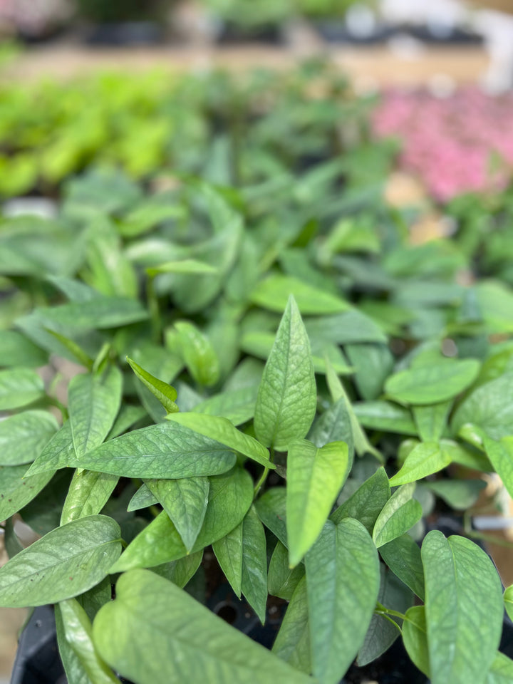 Cebu Blue Pothos Plug