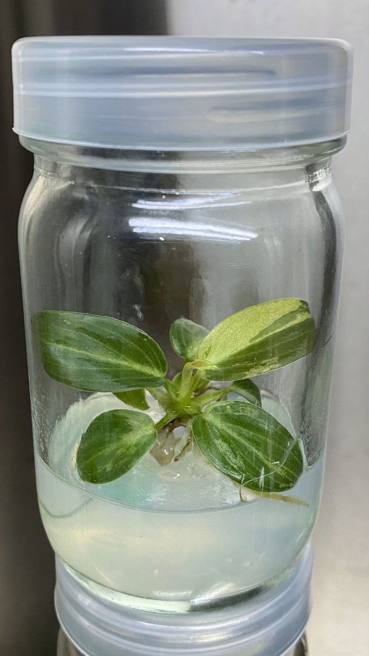 Philodendron Variegated Melanochrysum Tissue Culture