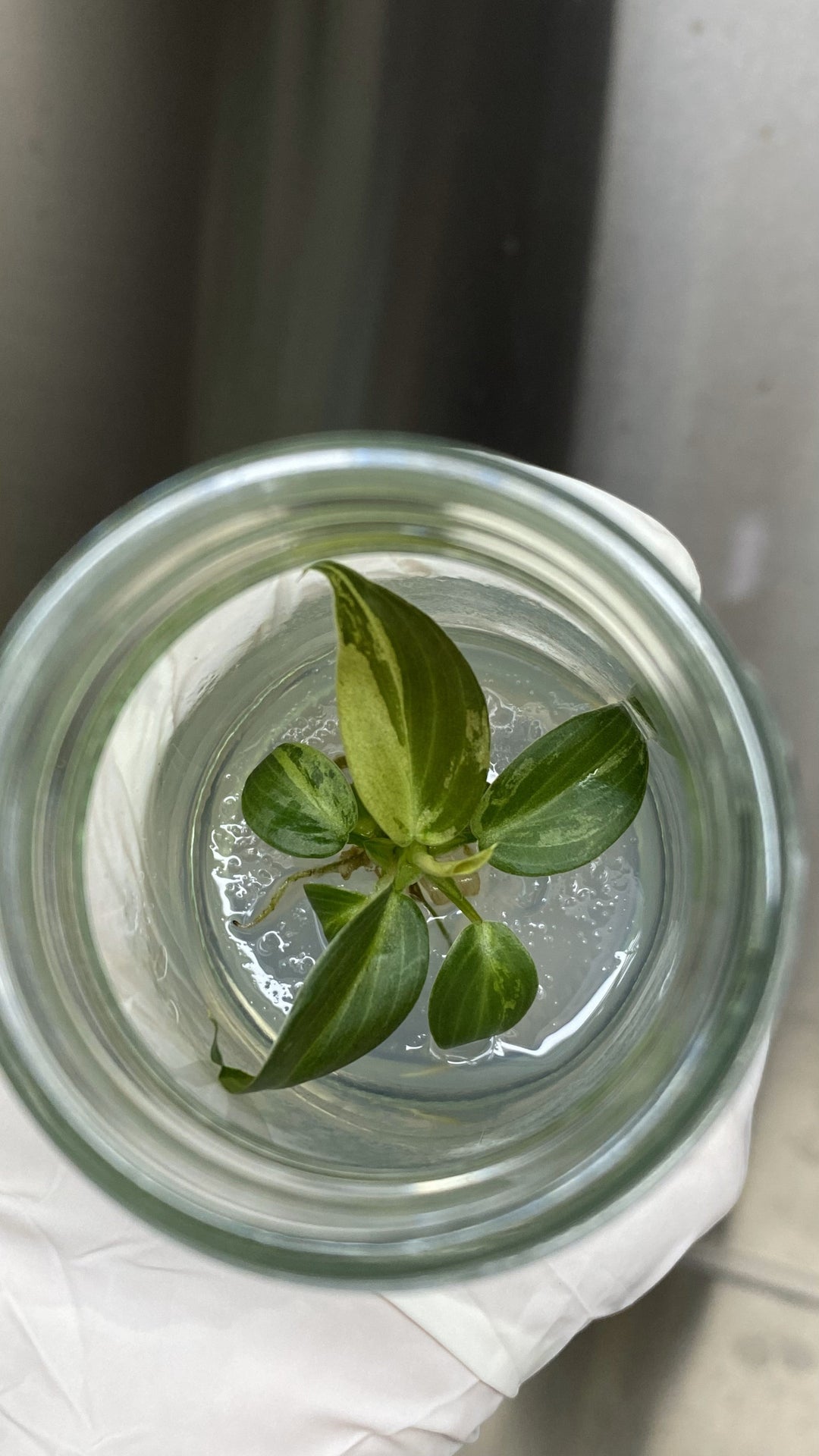 Philodendron Variegated Melanochrysum Tissue Culture