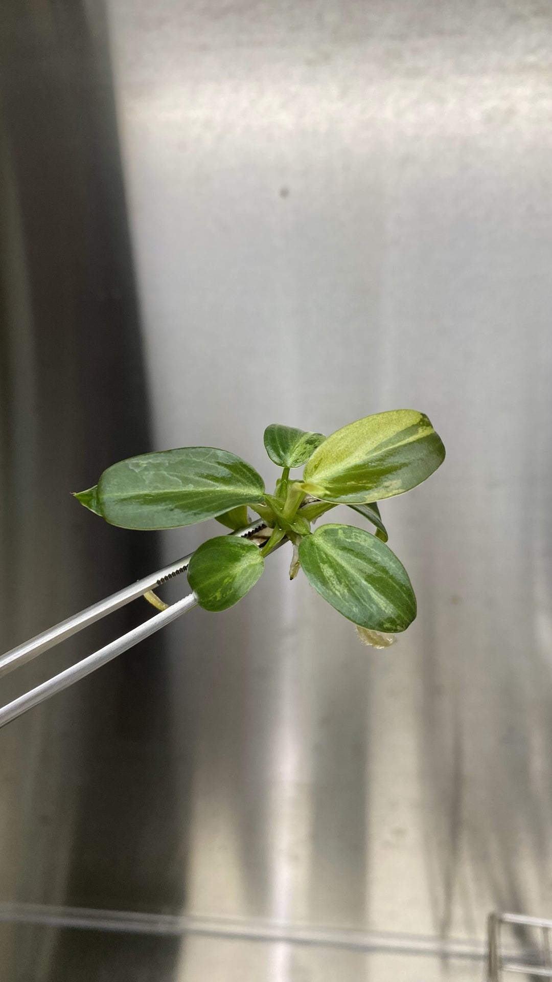 Philodendron Variegated Melanochrysum Tissue Culture