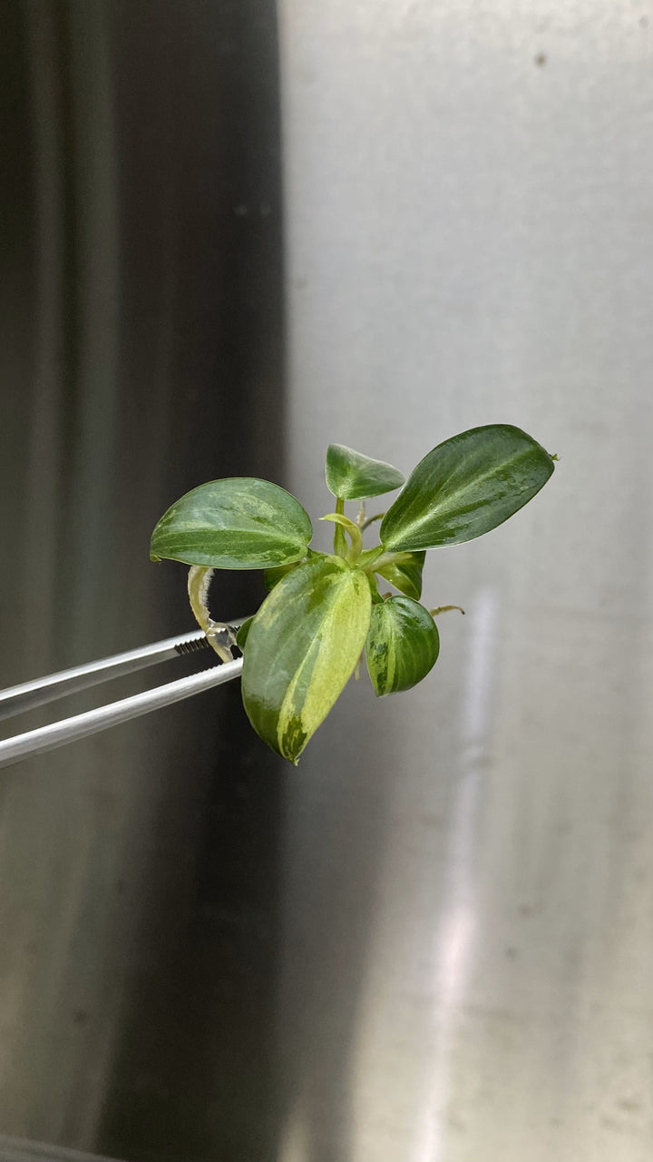 Philodendron Variegated Melanochrysum Tissue Culture