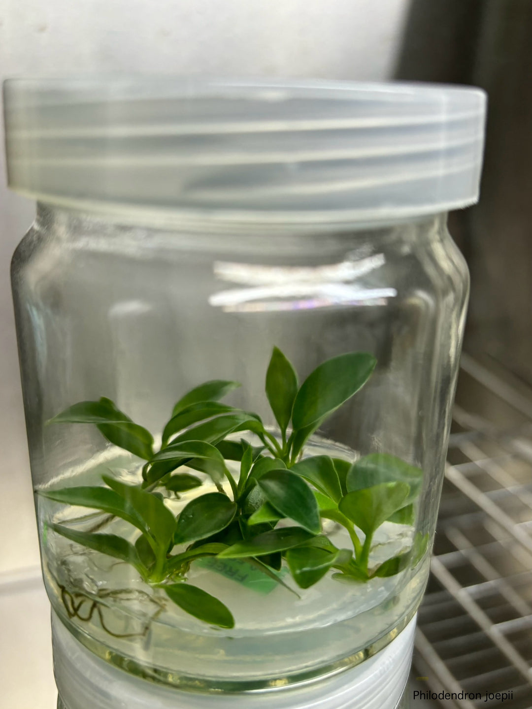 Philodendron Joepii tissue culture in a clear agar gel jar, ready for acclimation and growth.