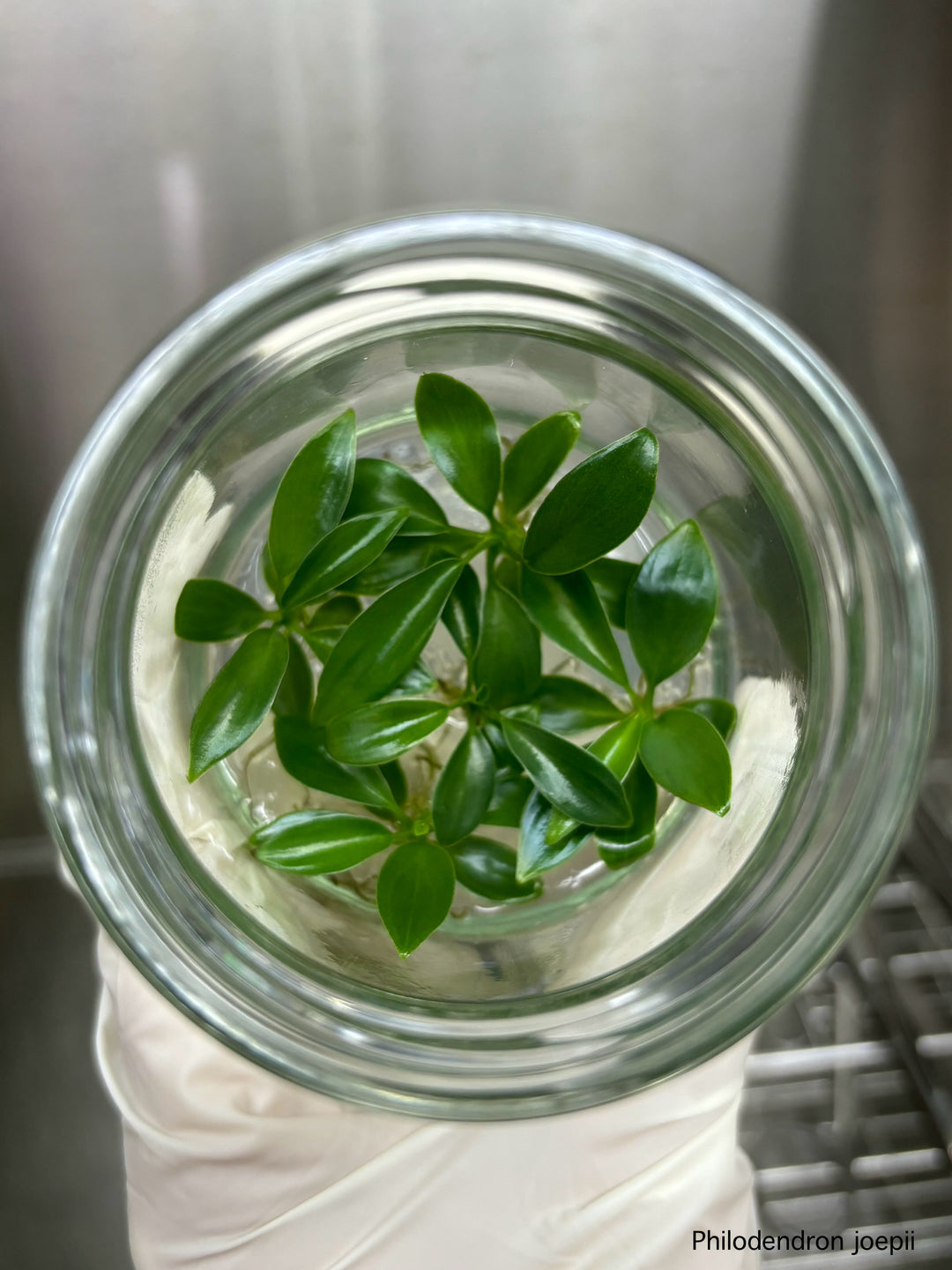 Philodendron Joepii tissue culture in jar with agar gel, featuring long, strap-shaped leaves.