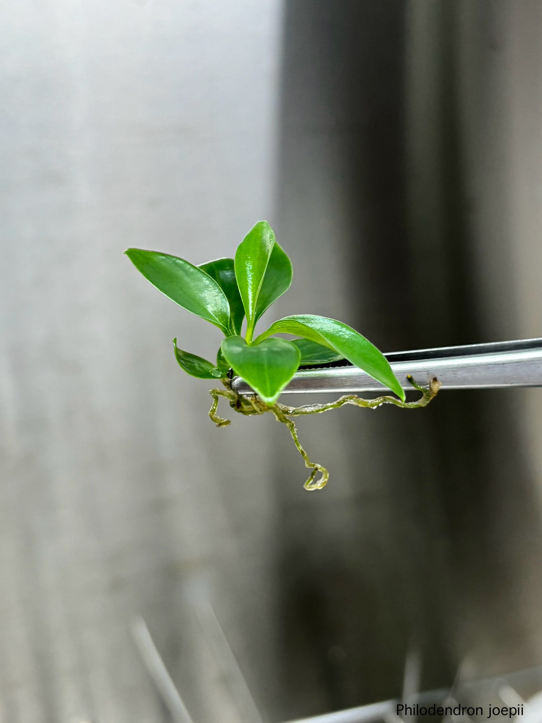 Philodendron Joepii Plantlet