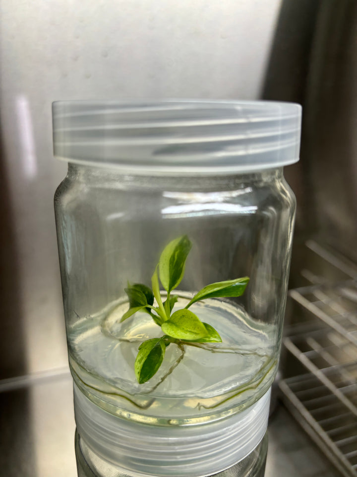 Philodendron Jose Buono Tissue Culture in agar gel.