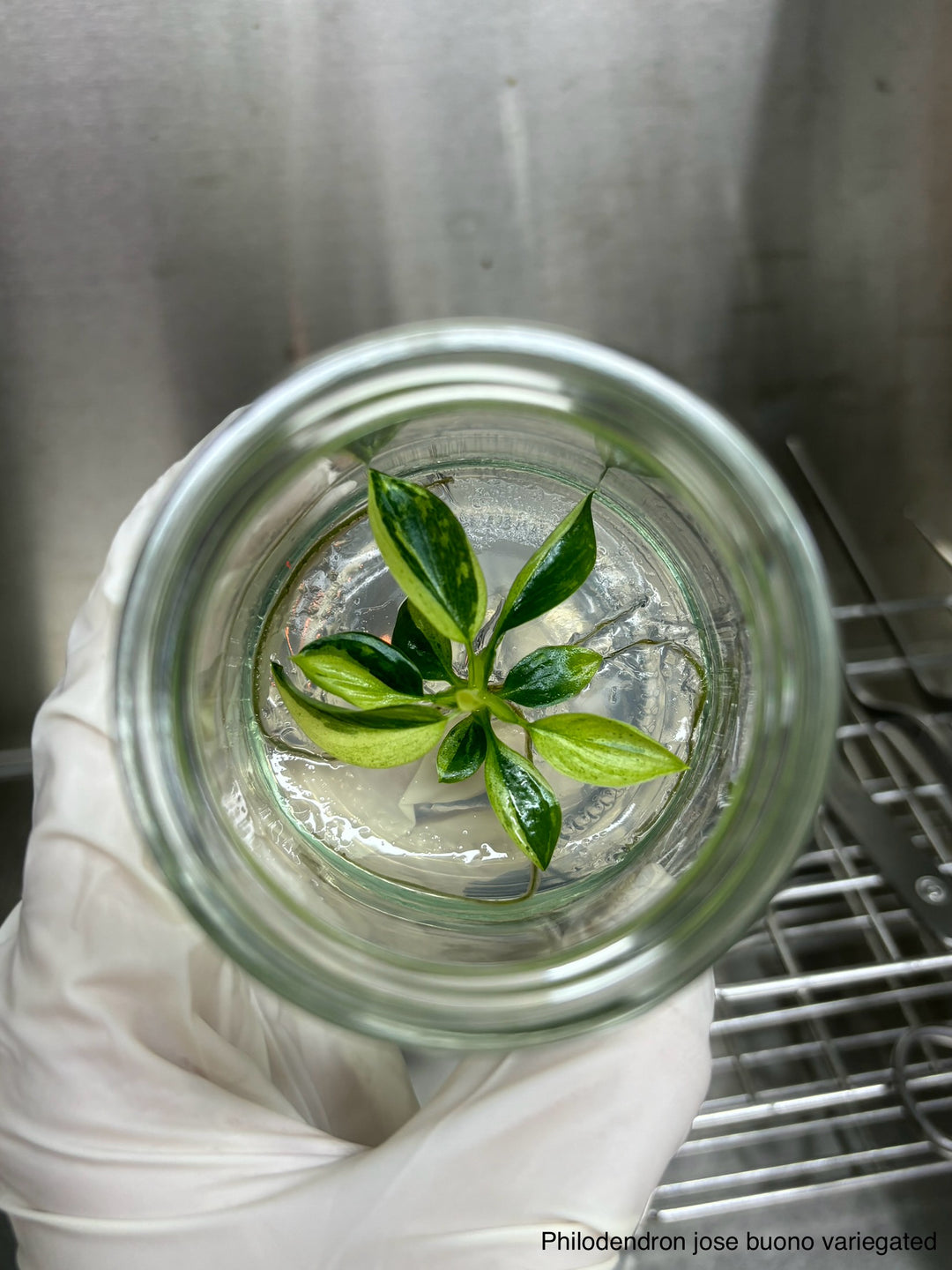 Philodendron Jose Buono Plantlet