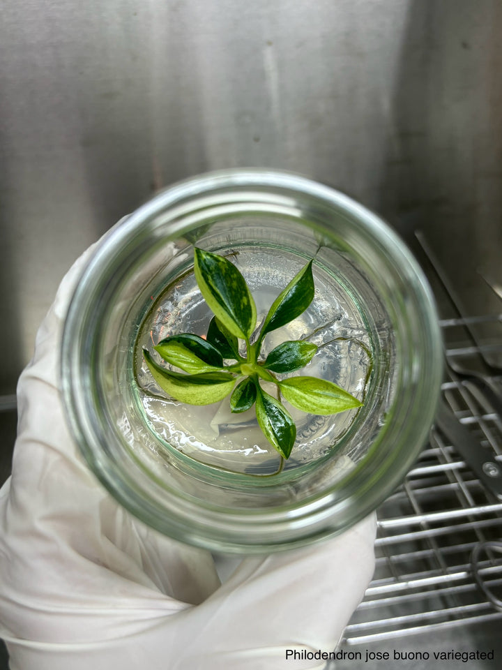 Philodendron Jose Buono tissue culture in agar gel container.