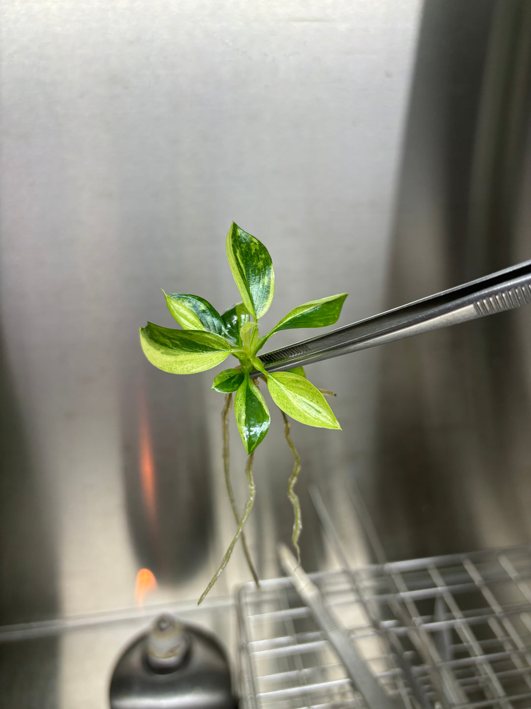 Philodendron Jose Buono tissue culture in agar gel, showcasing variegated leaves.