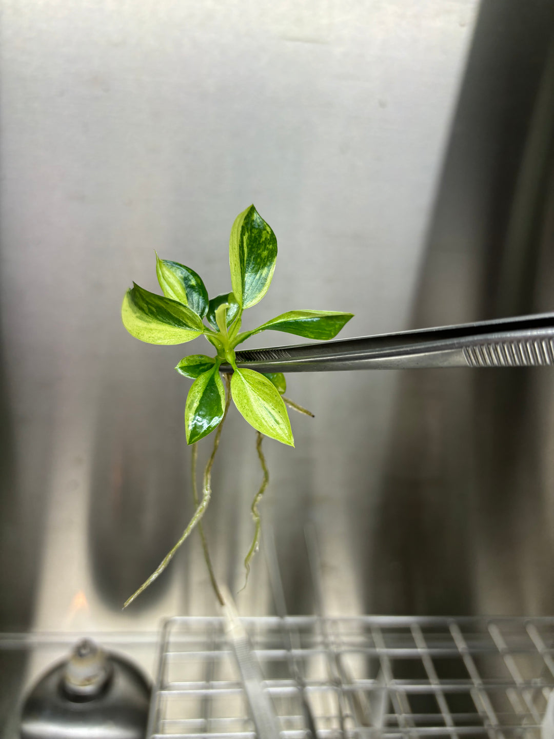 Philodendron Jose Buono Tissue Culture plant with variegated leaves held by tweezers.