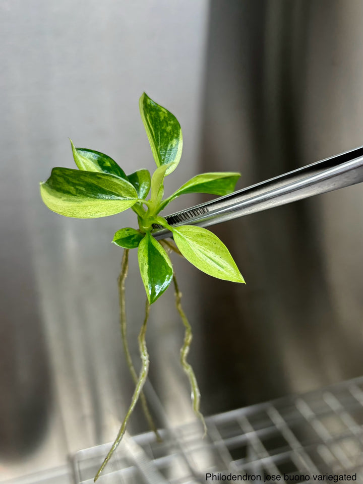 Philodendron Jose Buono variegated tissue culture in metal tweezers.