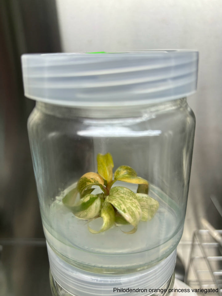 Philodendron Variegated Orange Princess tissue culture plantlet in agar gel container.