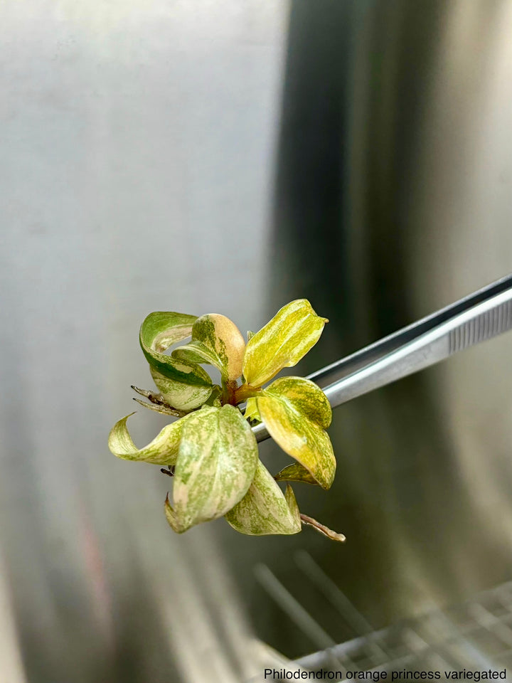 Philodendron Variegated Orange Princess tissue culture with vibrant orange variegation.