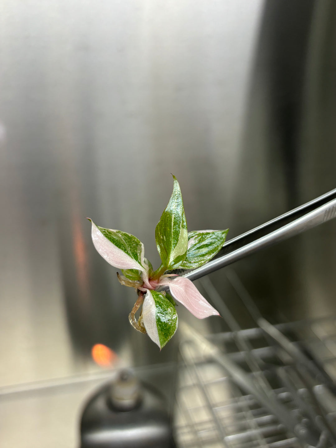 Philodendron Pink Princess Plantlets