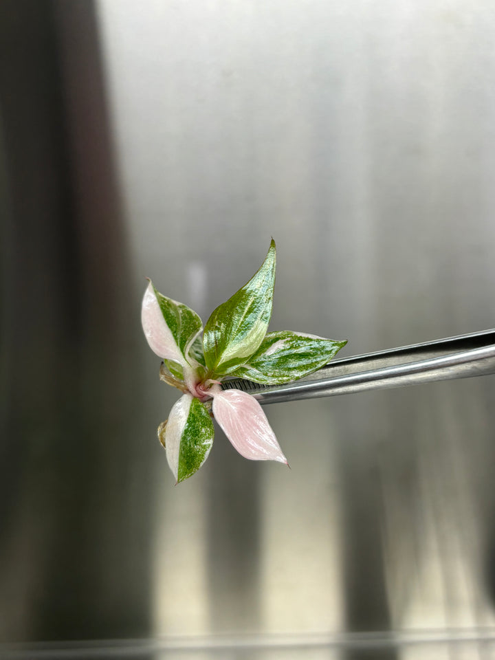 Philodendron Pink Princess Plantlets