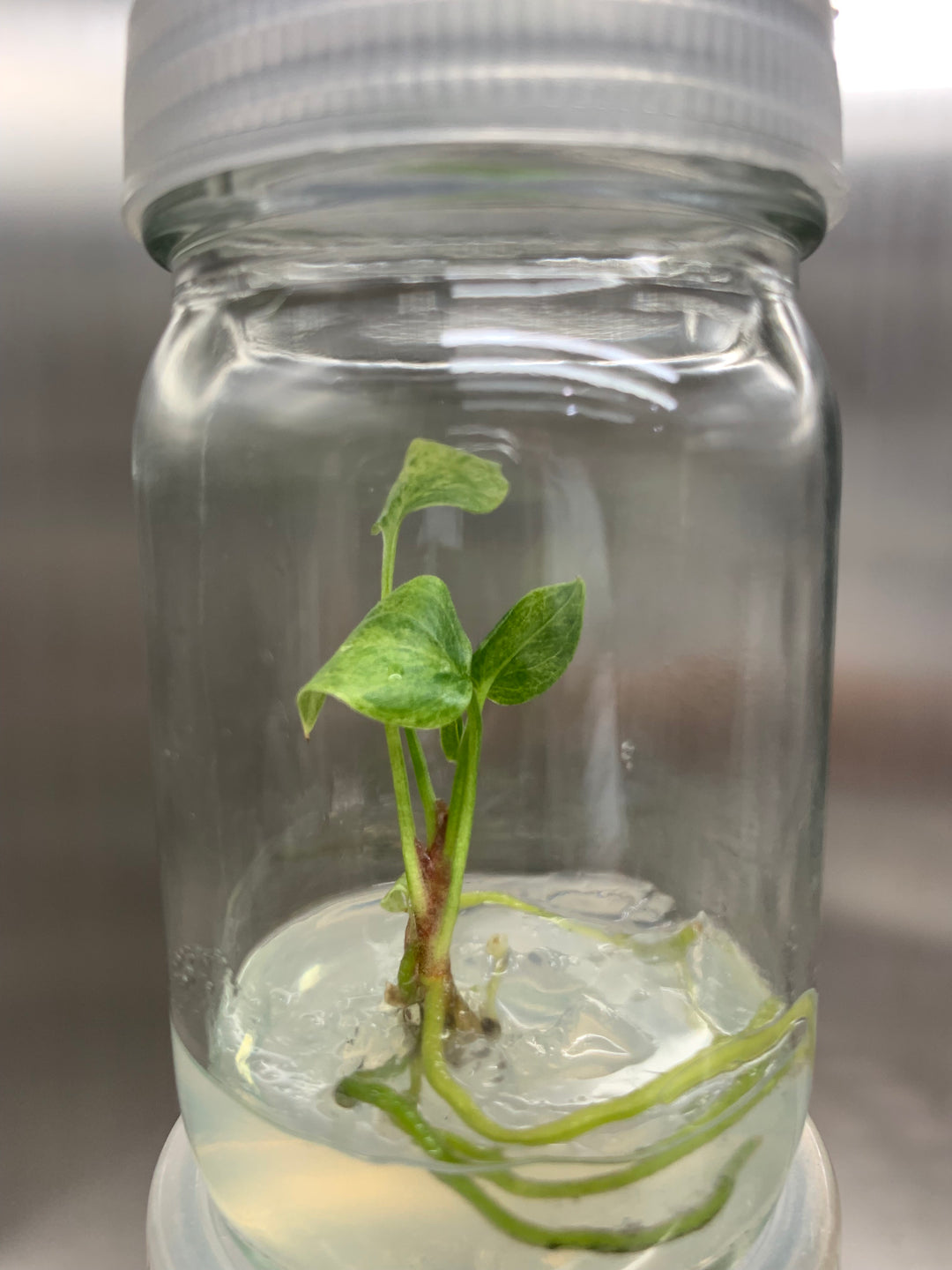 Anthurium 'Renaissance 'Yellow Variegated Tissue Culture
