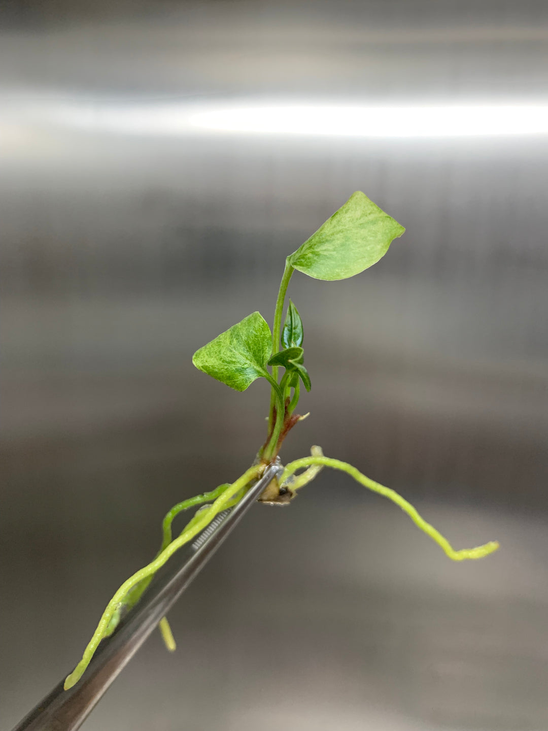 Anthurium 'Renaissance 'Yellow Variegated Tissue Culture