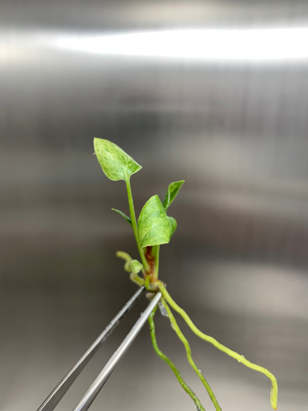Anthurium 'Renaissance 'Yellow Variegated Tissue Culture