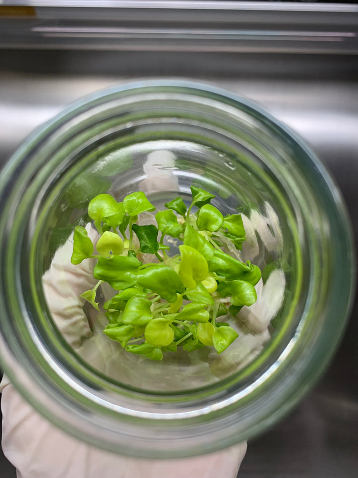 Philodendron Golden Xanadu tissue culture in agar gel close-up.