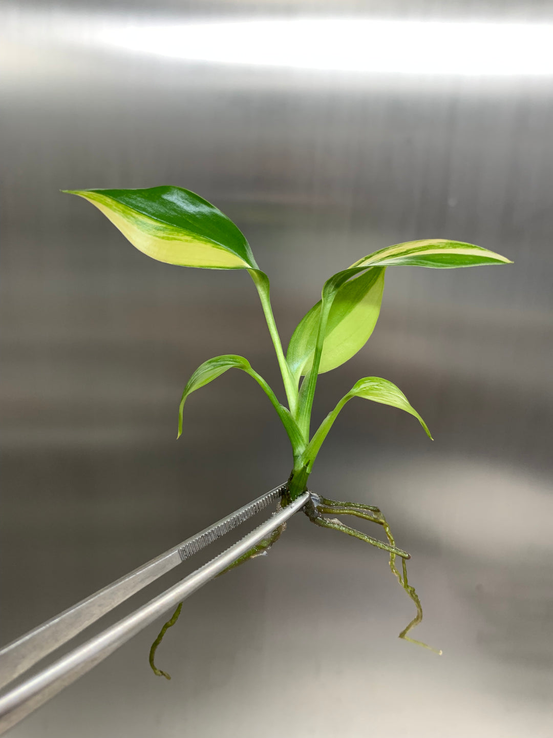 Epipremnum Amplissimum Variegated Plantlets