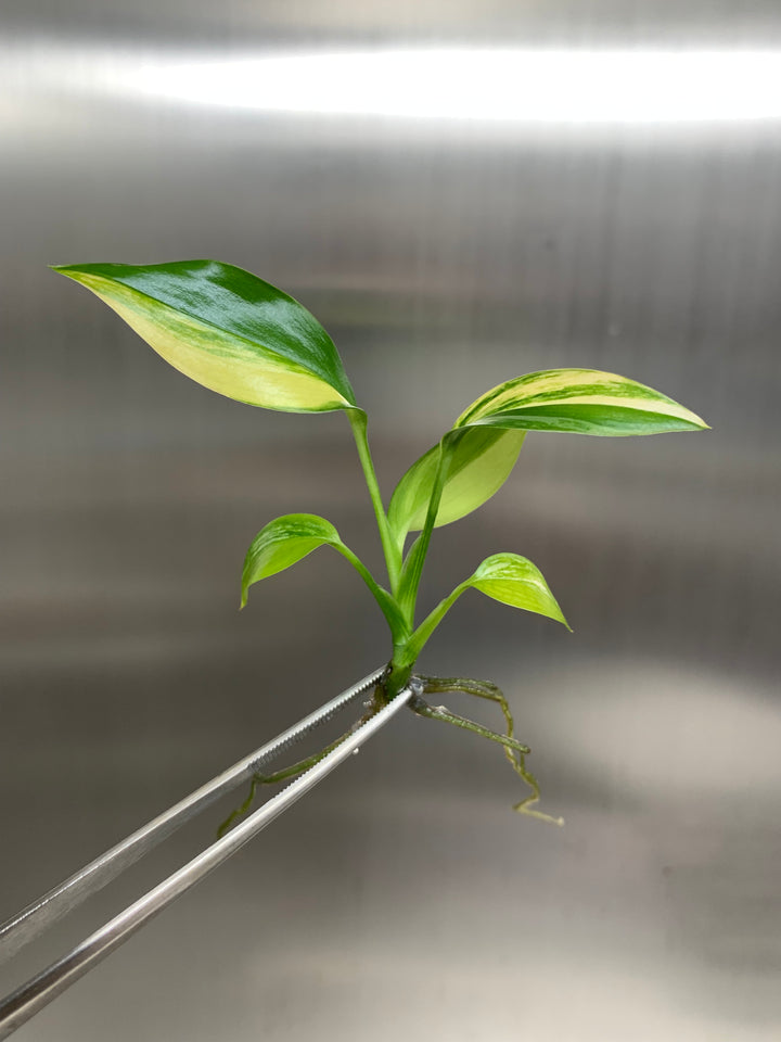 Epipremnum Amplissimum Variegated Plantlets