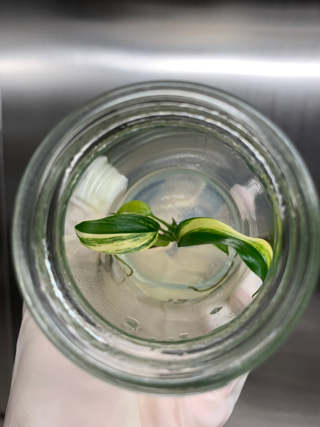 Epipremnum Amplissimum Variegated Plantlets