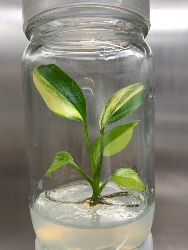 Epipremnum Amplissimum Variegated Plantlets