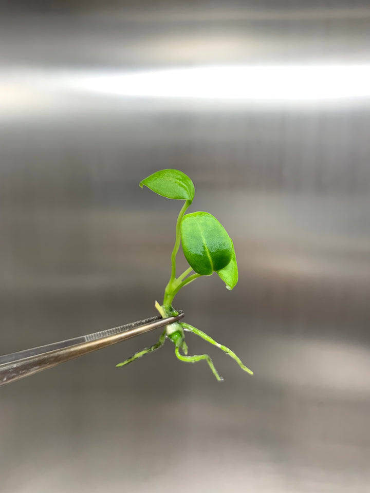 Anthurium Warocqueanum Queen Plantlet